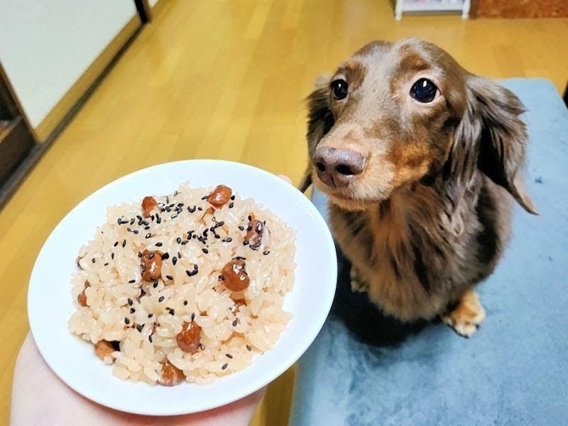 味付けなしのお赤飯とチョコタンダックス・レオン