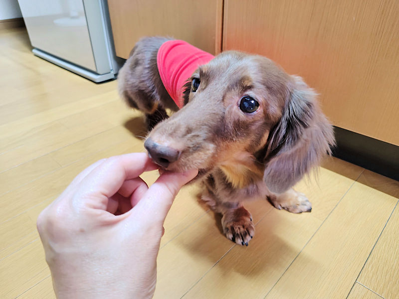 無一物まぐろをつまみ食いするレオン