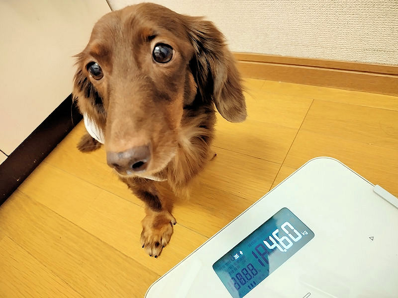 体重が4.6kgまで減った頃のレオン