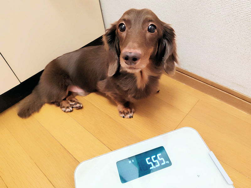 体重が5.55kgまで戻ったレオン