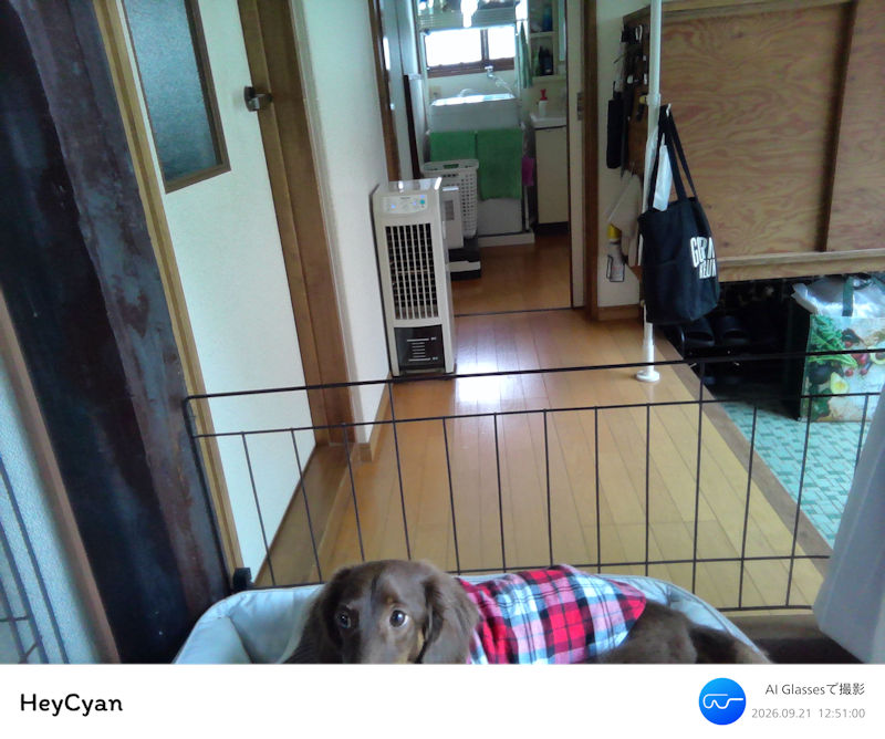 スマートグラスを通常位置で装着して足元のレオンを撮影した写真